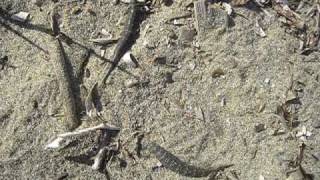 preview picture of video 'Soldier Fly Larvae. Kavos Corfu August 2010'