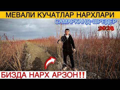 🌳 МЕВАЛИ КУЧАТ НАРХЛАРИ 2026 | САМАРКАНД | Шредер кучатлари ОПТОМ – энг арзон жойи 💥