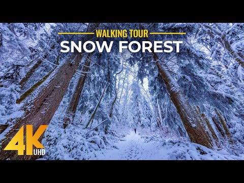 4 HRS Walking in a Snow Forest - 4K Winter Virtual Hike with Creaking Snow Sound
