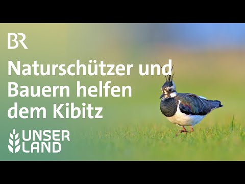 Kiebitzschutz - Naturschützer und Bauern Hand in Hand | Unser Land | BR Fernsehen