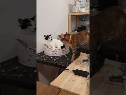 My cat getting bullied by his sister