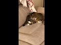Funniest Kitty Cat Scolds And Attacks HIS TAIL Once A Month