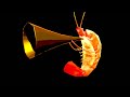 shrimp duet