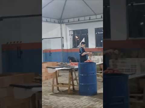Boi No Rolete, Linguicinha, Carros Antigos, Muda De Plantas Na 2ªEXPOSJB De São João Batista/SC