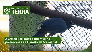 Miniatura do vídeo