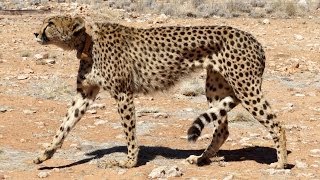 preview picture of video 'Cheetahs at Solitaire Namibia'