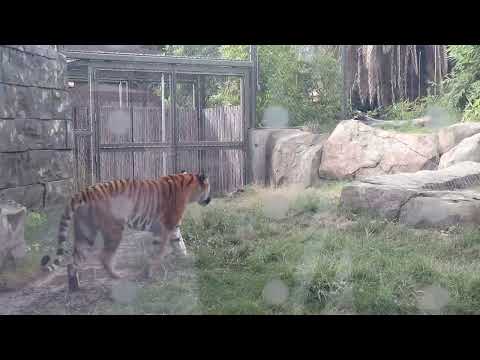 Fresno Chaffee Zoo welcomes new tiger - YouTube