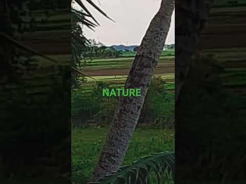 NATURE OF THE LIFE #shorts #SHARMISTHA MOHANTY