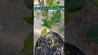 Download lagu cara membuat pohon kelengkeng bercabang||agar pohon kelengkeng tidak tinggi mp3