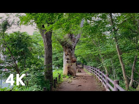 #16 Walk around Takanodai Tokyo Japan 4K