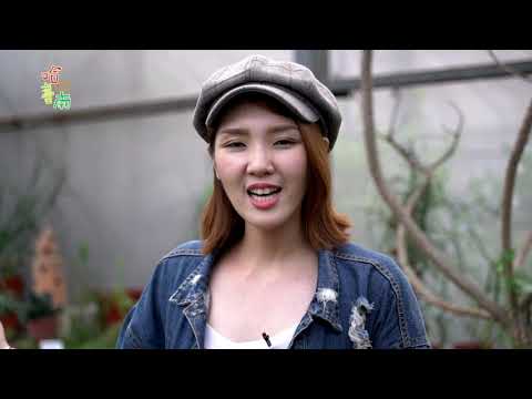 熱門臺南EP10。歸仁的花 (Hot Tainan EP10. Flowers in Gueiren)