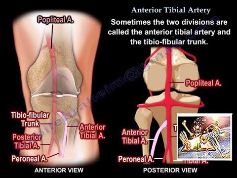 Anterior Tibial Artery - Everything You Need To Know - Dr. Nabil Ebraheim