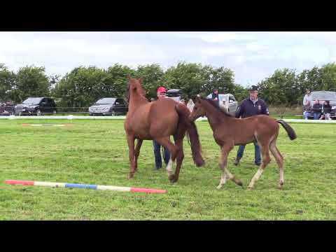 Holsteiner Fohlenschau Föhr 2024 | HF | Catoki x Uriko x Canturo | St. 776 | ZG Rörden