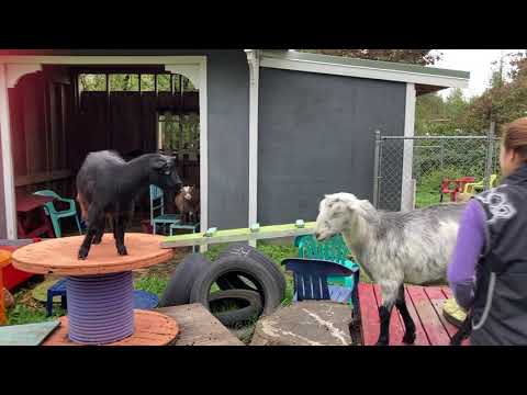 Evolve Dog Training Inc. video.