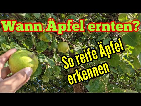 Wann Äpfel ernten - So erkennst du ob Äpfel reif für die Ernte sind!