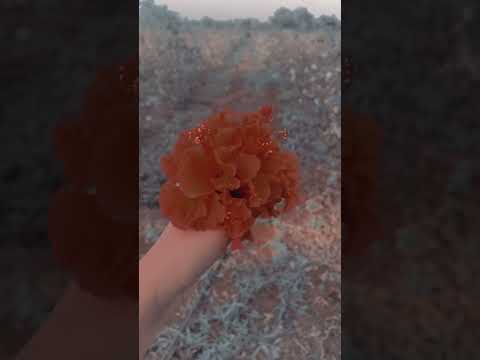 Flowers I found in my yard or field