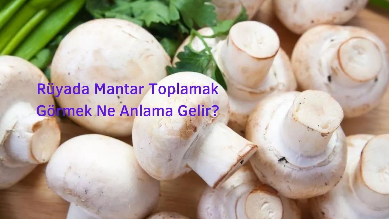 Rüyada Mantar Toplamak Görmek Ne Anlama Gelir