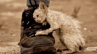 Iedereen Werd Verteld Deze Kat Niet Aan Te Raken, Maar Deze Man Luisterde Niet