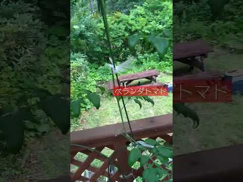 トマトを雨から守るには？ 3 つの効果的で創造的なテクニック  庭園