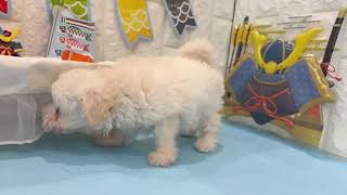 トイプードルの動画01