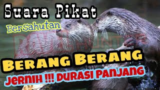Download lagu Suara Pikat Berang Berang Wergul Lingsang Jernih d... mp3