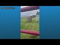 Loose zebra blocking traffic returned home safely