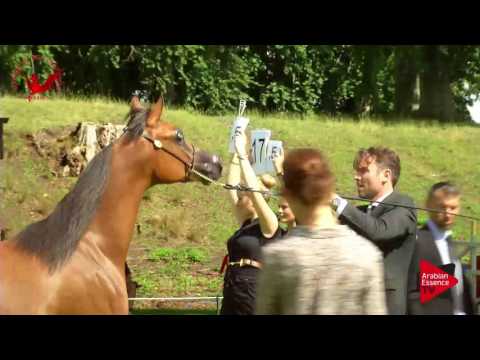 N.73 EROS MONISCIONE - Scandinavian Open Championship 2017 - Yearling Colts (Class 3)