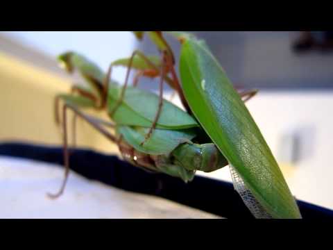 Giant Rainforest Mantis (Hierodula majuscula) mating - SEXY VIEW!