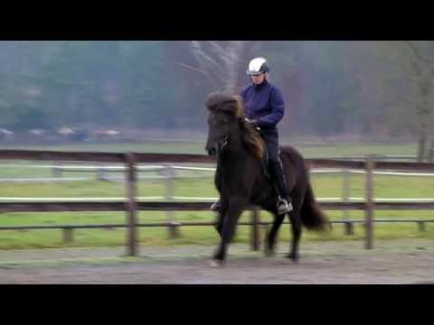 Gletting vom Kronshof - 26.12.2013 - www.kronshof.de