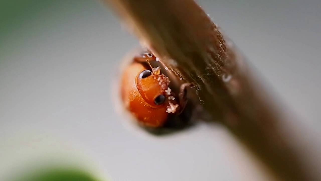 Video preview poster