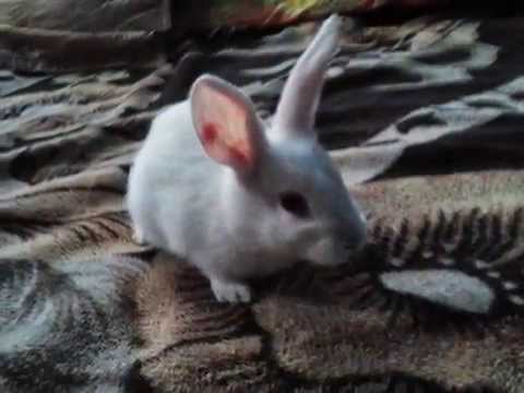 COMUNA CONTESTI JUD TELORMAN