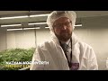 BEST CANNABIS GROW EVER!! Aeroponic Cannabis by James E Wagner!!