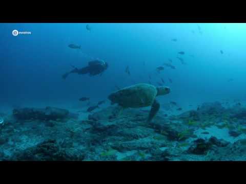 Bekijk de mantarog! | Helden van de Wildernis