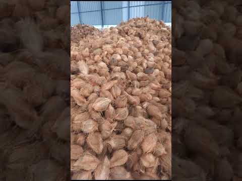 A grade semi husked fresh green tender coconut, packaging si...