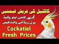 cockatiel fresh prices  | cocktail bird price list | Cocktail fresh Rates