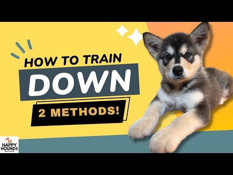 Train Your Puppy to Lie Down: Complete Beginner's Guide