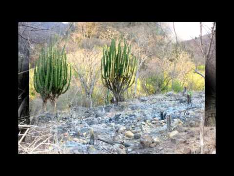 El Pitayo en Peligro 2