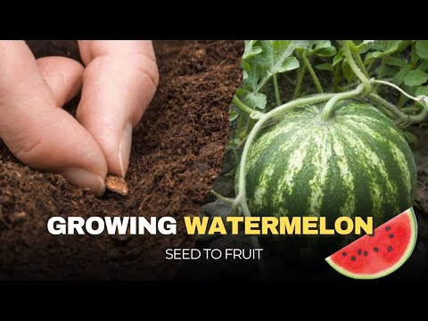 Growing Watermelon Plant Time Lapse - Seed to Fruit (120 Days)