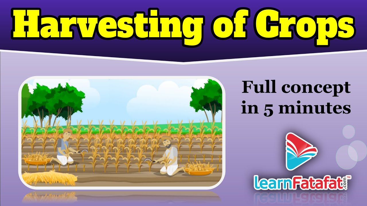 Class 8 Science Crop production and management - Harvesting of Crops | Agricultural Practices