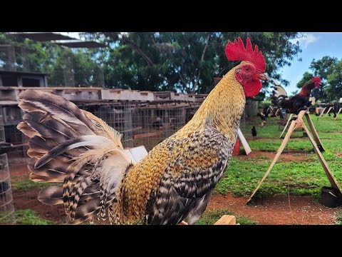 Mingus Dom Crosses Robello Farm in Hawaii Beautiful Birds 💯👍