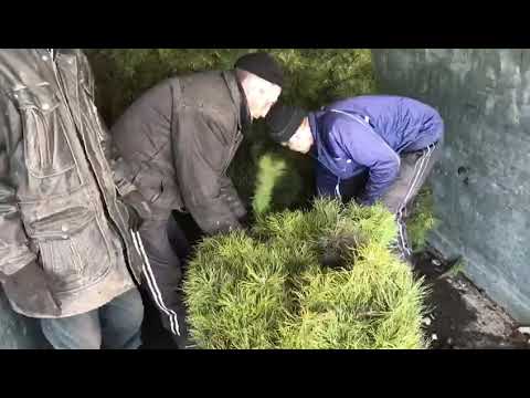 Сеянцы сосны 2-х летка ПОГРУЗКА.