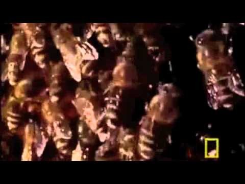 Hornets from Mordor - Hornets from Hell vs. The Black Rider