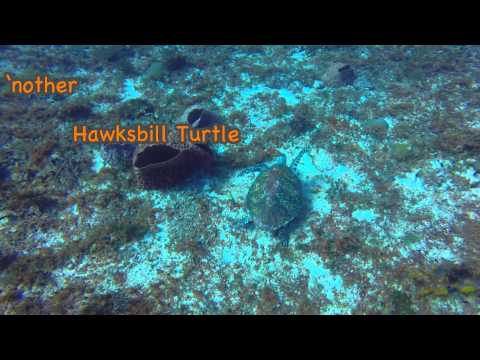 "Tortugas" (Turtle Gardens) - Playa del Carmen drift dive