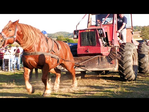 Draught horses special test and raffle Târgu Lăpuș - Maramureș October 14, 2023