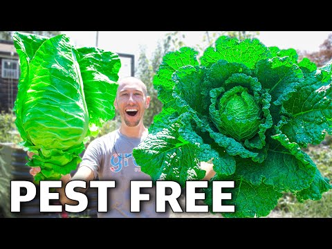 How to Grow Cabbage, Complete Growing Guide