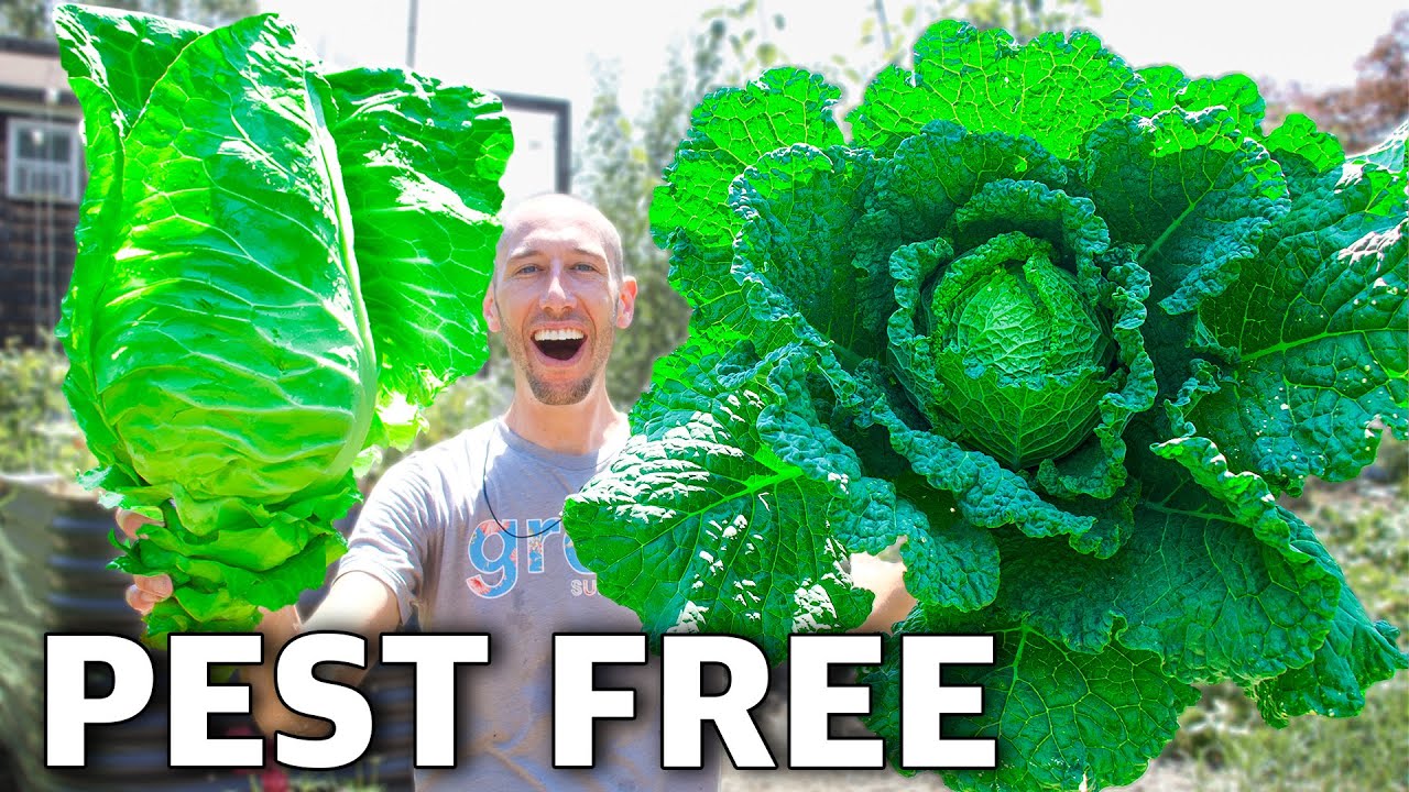 How to Grow Cabbage, Complete Growing Guide