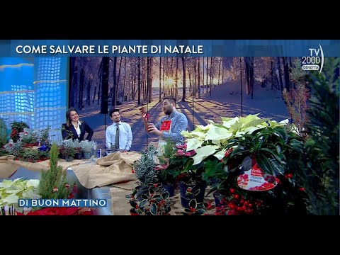 Di Buon Mattino (Tv2000) - Puntata del 10 gennaio 2023