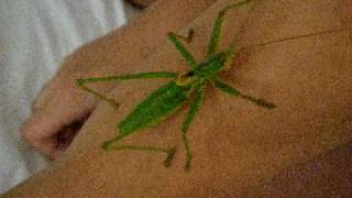 Saga hellenica walking on my arm