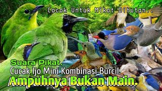 Download lagu SUARA PIKAT CUCAK IJO MINI KOMBINASI BURCIL. AMPUH UNTUK MIKAT DI HUTAN.. mp3 Download lagu SUARA PIKAT CUCAK IJO MINI KOMBINASI BURCIL. AMPUH UNTUK MIKAT DI HUTAN.. mp3