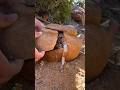 Look What We Found While Metal Detecting